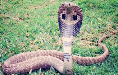 Cobra Attacks: বিষধর কোবরাকে মুখে নিয়ে রিল শুট, মৃত্যু তরুণের