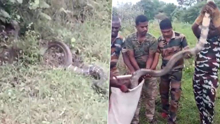 Cobra Video: কারখানার মধ্যে থেকে উদ্ধার বিশালাকার গোখরো সাপ, দেখুন ভিডিয়ো