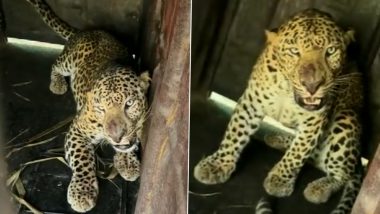 Leopard Video: নাসিকে উদ্ধার ৫ বছরের পুরুষ চিতাবাঘ, দেখুন ভিডিয়ো