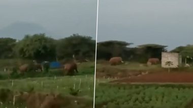 Wild Elephant Video: তামিলনাড়ুতে কৃষি জমিতে ঢুকে পড়ল পাঁচটি বন্য হাতি, দেখুন গজরাজের তাণ্ডবের ভিডিয়ো