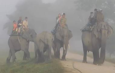 Assam:পর্যটকদের জন্য দারুন সুখবর, চালু হল কাজিরাঙা জাতীয় উদ্যানের হাতি সাফারি (দেখুন ভিডিও)