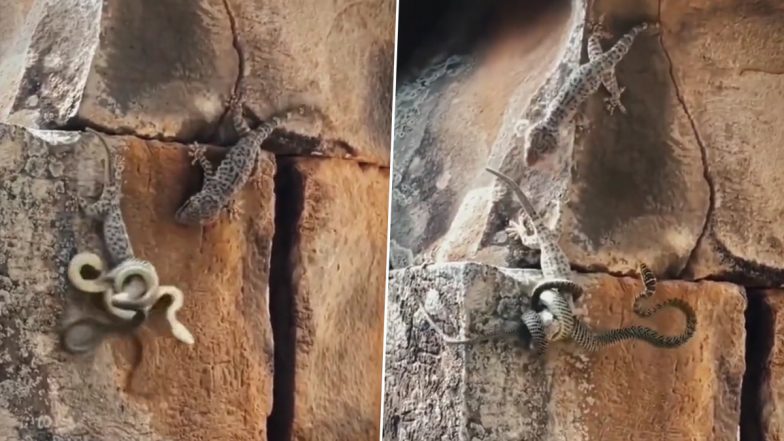 Lizard-Snake Fight Video: বন্ধুকে বাঁচাতে সাপের সঙ্গে মরিয়া লড়াই টিকটিকির, দেখুন ভিডিয়ো