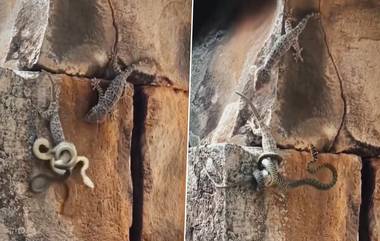 Lizard-Snake Fight Video: বন্ধুকে বাঁচাতে সাপের সঙ্গে মরিয়া লড়াই টিকটিকির, দেখুন ভিডিয়ো