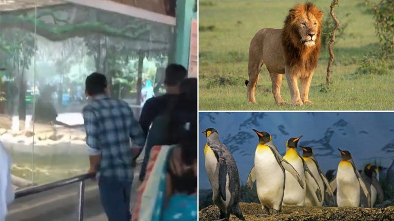 Alipur Zoo Renovation: আলিপুর চিড়িয়াখানাকে আরও আকর্ষনীয় করতে আসছে পেঙ্গুইন ও সিংহ, দেখুন ভিডিও