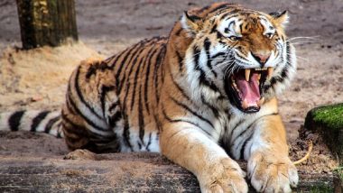 Tiger Census: সুন্দরবনে ২৭ নভেম্বর থেকে শুরু হচ্ছে ব্যাঘ্র শুমারি