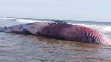 Whale: মৎস্যজীবীর জালে ধরা পড়ল ২৭ ফুটের লম্বা তিমি!