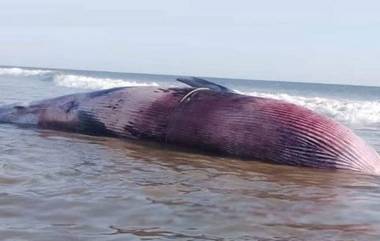 Whale: মৎস্যজীবীর জালে ধরা পড়ল ২৭ ফুটের লম্বা তিমি!