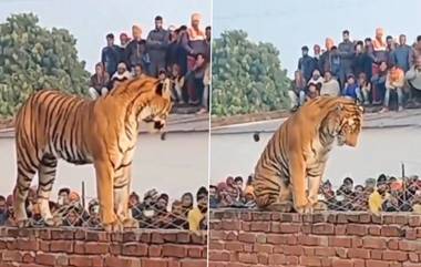 Tiger Takes Winter Siesta: উত্তরপ্রদেশের গ্রামে শীতের রোদ পোহাচ্ছে বাঘ, ভিড় জমিয়েছেন অসংখ্য মানুষ, দেখুন ভিডিও