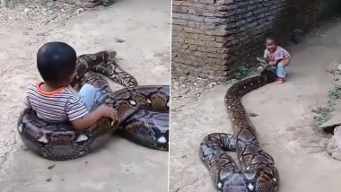 Python Viral Video: বিশাল অজগরের সঙ্গে খেলছে ছোট্ট শিশু, দেখুন ভাইরাল ভিডিও