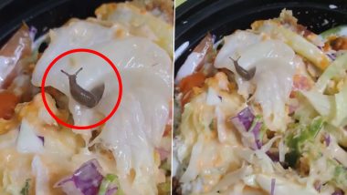 Live Snail in Salad: খাবারের মধ্যে বেয়ে বেড়াচ্ছে শামুক, সুইগির উপর চটলেন ক্রেতা