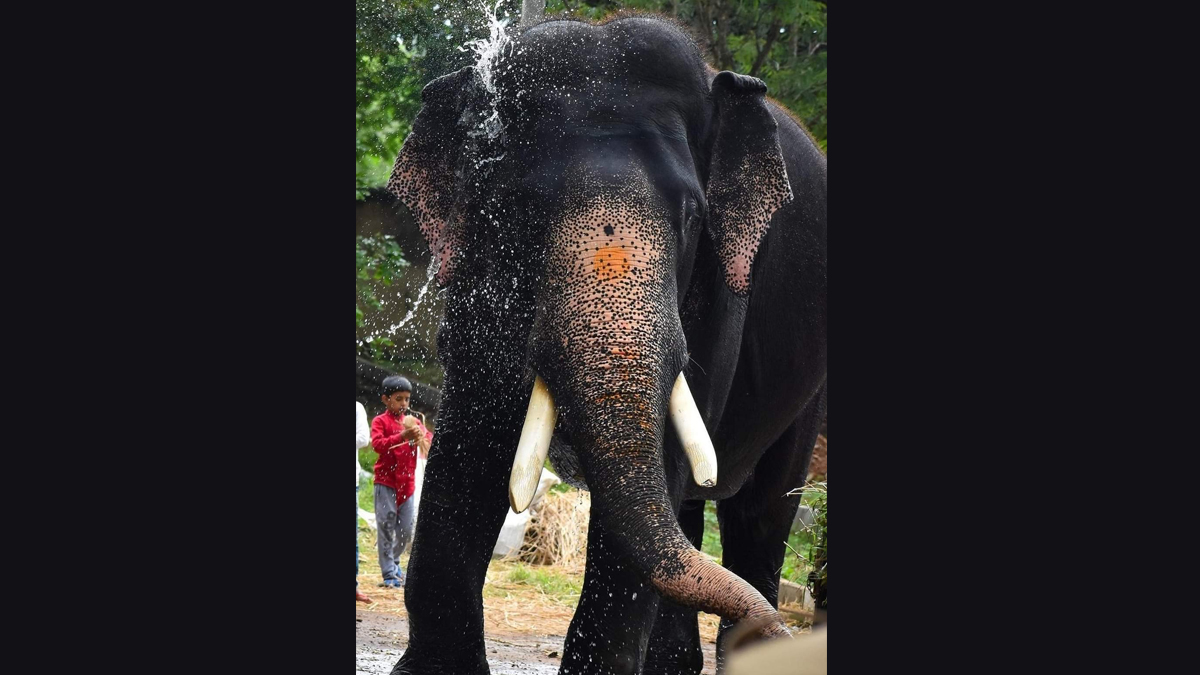 Elephant Arjuna Died: বন্য হাতির সঙ্গে লড়াইয়ে মৃত্যু 'অর্জুন'এর, চোখের জলে বিদায় মহীশূরে দশেরার প্রতীক