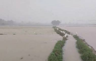 Tamil Nadu Rain: প্রবল বৃষ্টি জেরে নদীতে পরিণত ধানের ক্ষেত! তামিলনাড়ুর ভিডিয়ো