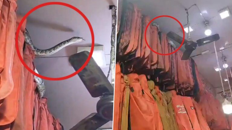 Giant Python Video: দোকানের মধ্যে ঘুরে বেড়াচ্ছে বিশালাকার অজগর, ভয়াবহ ভিডিয়ো