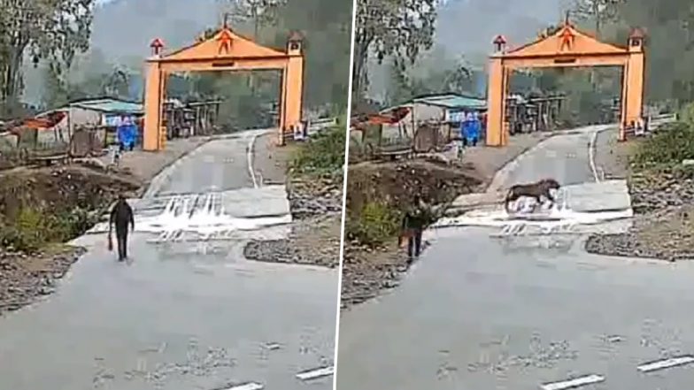 Tiger Video: রাস্তার মধ্যে আচমকা বেরিয়ে এল বাঘ, দেখুন কী হল তারপর!