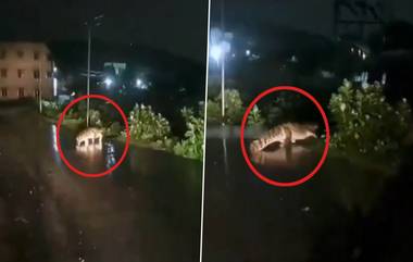 Crocodile on Road Video: ঘূর্ণিঝড়ের প্রভাবে ভিজছে তামিলনাড়ু, রাতের অন্ধকারে বৃষ্টির মধ্যে হাইওয়ের ধারে আচমকা কুমির দেখে আতঙ্ক