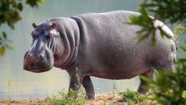 Zoo Employee Killed By Hippo: চিড়িয়াখানা কর্মীদের উপর জলহস্তীর আক্রমণ, মৃত ১, আহত ১