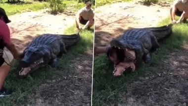 Crocodile Viral Video: কুমিরের মুখ থেকে জীবিত মানুস উদ্ধার! দেখুন ভাইরাল ভিডিও