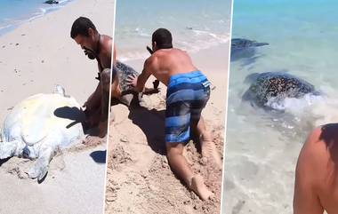 Turtle Viral Video: সমুদ্র সৈকতে আটকে পড়া বিশালাকার কচ্ছপের প্রাণ রক্ষা পেল, দেখুন ভাইরাল ভিডিও