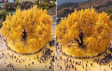 800 Year Old Tree: ৮০০ বছরের পুরানো গাছ! সোনার মতো চকচক করছে পাতা, দেখুন ভাইরাল ভিডিও