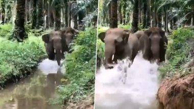 Elephants: তিন গজরাজের দুষ্টুমি দেখলে মুগ্ধ হবেন আপনিও, দেখুন ভাইরাল ভিডিও