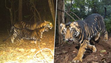 Black Tiger Viral Video: সিমলিপালের জঙ্গলে দেখা গেলো বিরল কালো বাঘ! দেখুন ভিডিও