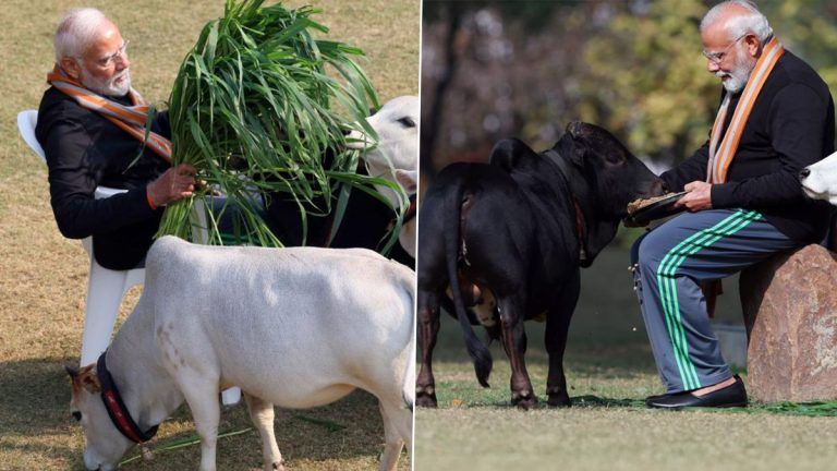 Makar Sankranti: মকর সংক্রান্তিতে দানধ্যানে হয় পুণ্যলাভ, বাসভবনে গরুদের নিজের হাতে খাওয়ালেন মোদী, রইল ছবি