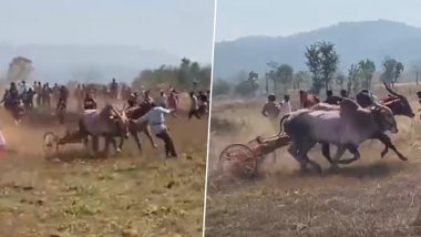 Maharashtra Bullock Cart Race: গরুর গাড়ির দৌড় প্রতিযোগিতায় বিপত্তি, দিক্বিদিক শূন্য হয়ে এলোপাথাড়ি ছুট, আহত ৪