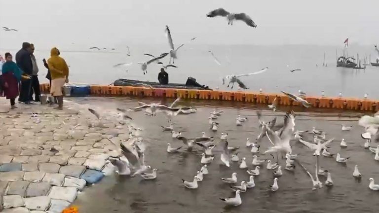 Prayagraj's Triveni Sangam: প্রয়াগরাজের ত্রিবেণী সঙ্গমে সাইবেরিয়ার পরিযায়ী পাখির দল, অপূর্ব ভিডিয়ো