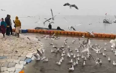 Prayagraj's Triveni Sangam: প্রয়াগরাজের ত্রিবেণী সঙ্গমে সাইবেরিয়ার পরিযায়ী পাখির দল, অপূর্ব ভিডিয়ো