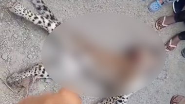 Leopard Death in Uttar Pradesh: টাইগার রিজার্ভ থেকে বেরিয়ে বড় রাস্তায় উঠতেই গাড়ির ধাক্কা, মৃত্যু চিতাবাঘের