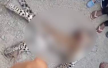 Leopard Death in Uttar Pradesh: টাইগার রিজার্ভ থেকে বেরিয়ে বড় রাস্তায় উঠতেই গাড়ির ধাক্কা, মৃত্যু চিতাবাঘের