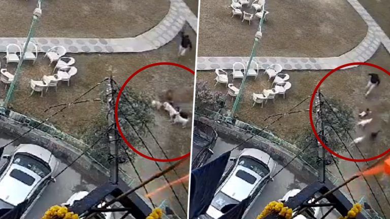 Dog Attacking 2 Year Old Video: পার্কে খেলতে থাকা শিশুর উপর পথকুকুরদের হামলা, কোনক্রমে উদ্ধার