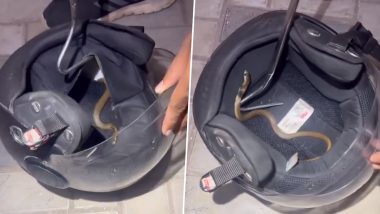 Cobra in Helmet: হেলমেটের মধ্যে ঘাপটি মেরে বসে বিষাক্ত সাপ, ভাইরাল ভিডিয়ো ঘিরে চাঞ্চল্য