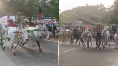 Rekla Race Video: পোঙ্গল উপলক্ষে আয়োজিত গরু দৌড়, তামিলনাড়ুর ভিডিয়ো