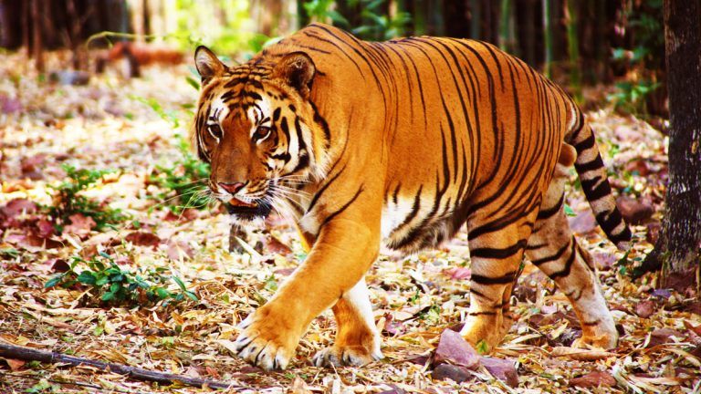 Tiger Attack In Dehradun: দেরাদুনে বাঘের হামলায় জখম শিশু