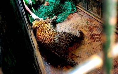 Leopard: ১৫ দিন লুকিয়ে থাকার পর তামিলনাড়ুতে ধরা পড়ল চিতাবাঘ, ভিডিয়ো