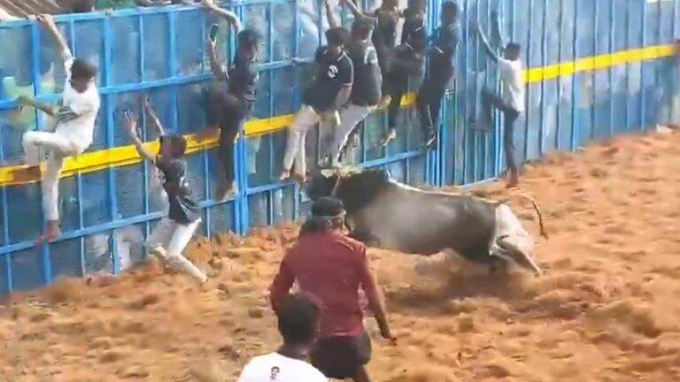 Jallikattu Video: তামিলনাড়ুতে জাল্লিকাট্টুর জেরে জখম ৫৩, দেখুন ভিডিয়ো