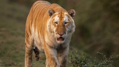  Rare Golden Tiger: কাজিরাঙা জাতীয় উদ্যানে দেখা মিলল বিরল ‘গোল্ডেন টাইগার’, সোশ্যাল মিডিয়ায় শেয়ার করলেন হিমন্ত বিশ্ব শর্মা