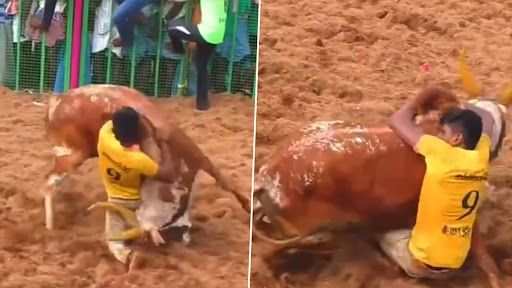 Jallikattu: তামিলনাড়ুতে জালিকাট্টু, ষাড়ের লড়াইয়ে এবারও মৃত্যুর খবর, আহত ৭০