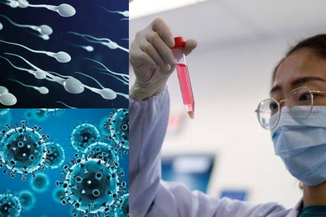 COVID-19 Affects Sperm Quality: কোভিড সংক্রমণ কি নষ্ট করে দিচ্ছে বীর্যের শুক্রাণু? প্রশ্নের মুখে প্রজনন ক্ষমতা, জেনে নিন কী বলছেন গবেষকরা