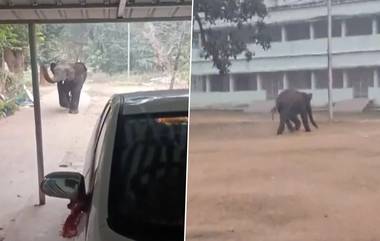 Wild Elephants In Baripada Town: ওড়িশার বারিপাদা শহরের জনবসতিতে বন্যহাতি; হাতিটিকে ধরার চেষ্টায় বনবিভাগ (দেখুন ভিডিও)