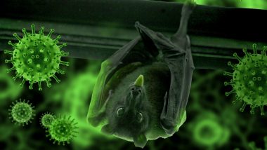 New Deadly Bat Virus: ফের নয়া আতঙ্ক! থাইল্যান্ডে আবিষ্কার বাদুড়ের নতুন প্রাণঘাতী ভাইরাস