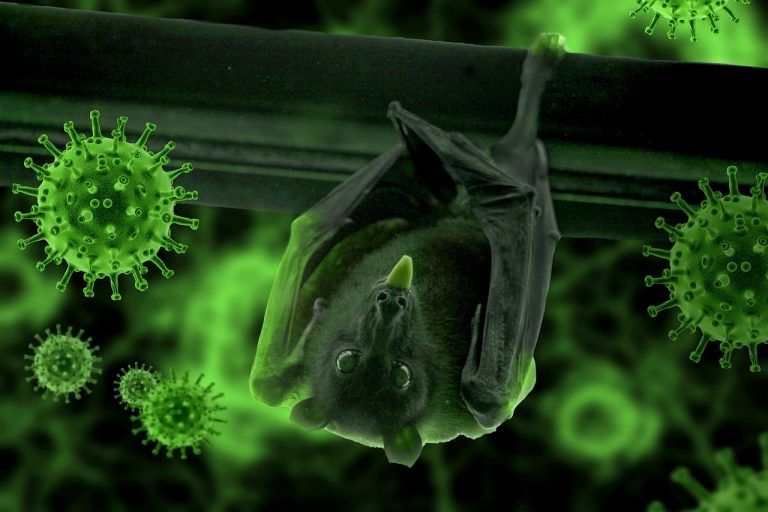 New Deadly Bat Virus: ফের নয়া আতঙ্ক! থাইল্যান্ডে আবিষ্কার বাদুড়ের নতুন প্রাণঘাতী ভাইরাস