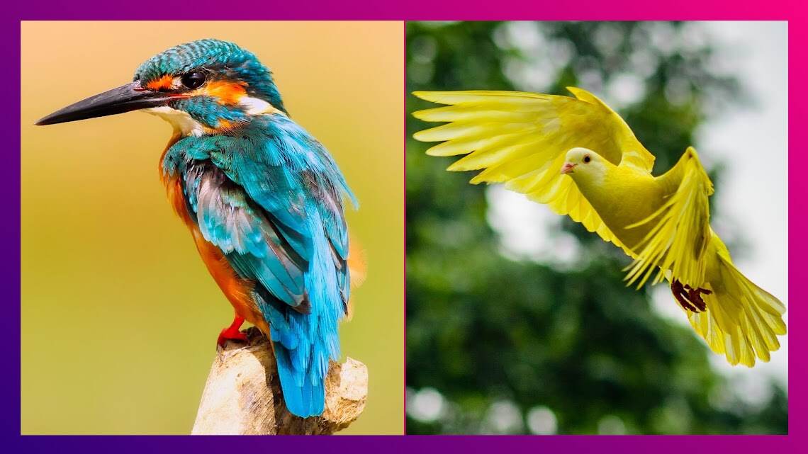 National Birds Day 2024: উড়তে দিন, পাখি দিবসের গুরুত্ব জানুন