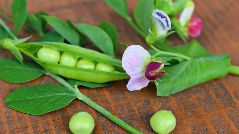 Green Peas Benefit: সবুজ মটরে রয়েছে অসংখ্য গুণাগুণ, ওজন কমাতেও দারুণ উপকারী