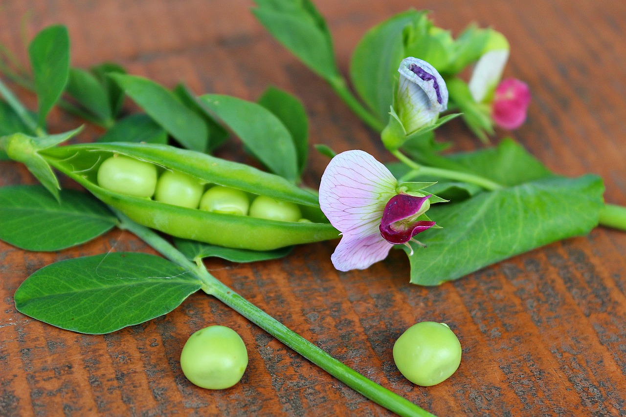Green Peas Benefit: সবুজ মটরে রয়েছে অসংখ্য গুণাগুণ, ওজন কমাতেও দারুণ উপকারী