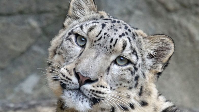 Snow Leopards in India: দেশে ৭১৮টি স্নো লেপার্ডের সন্ধান মিলেছে, লাদাখে সবথেকে বেশি