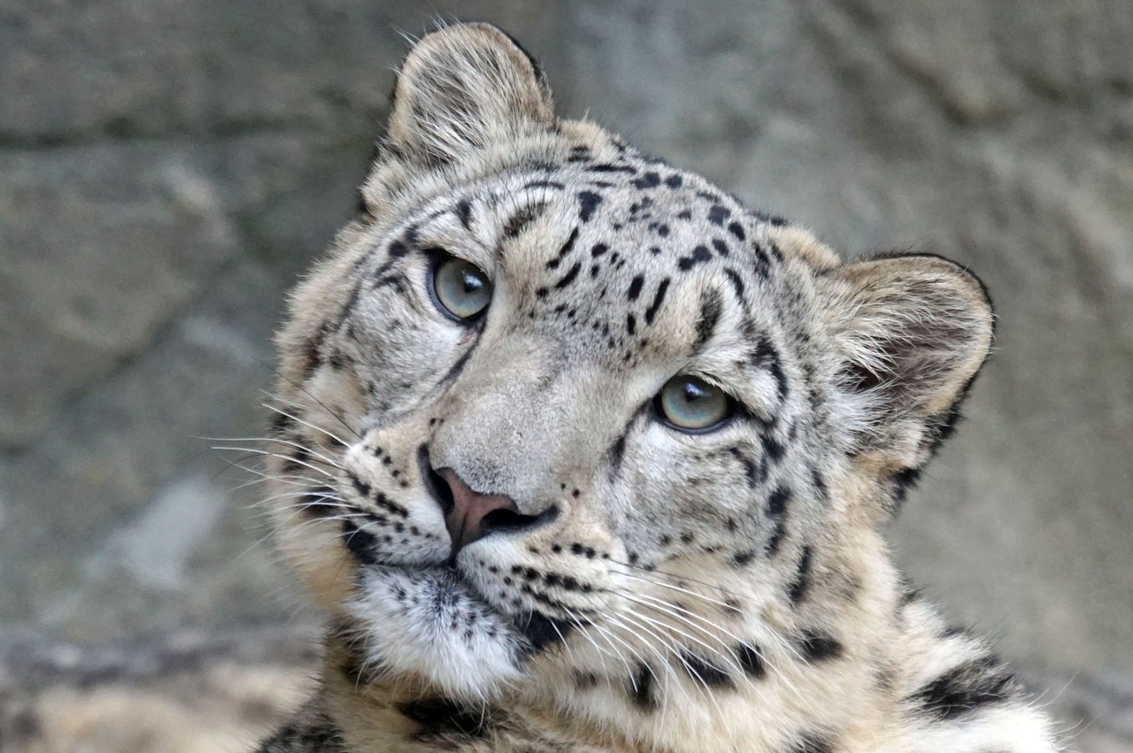 Snow Leopards in India: দেশে ৭১৮টি স্নো লেপার্ডের সন্ধান মিলেছে, লাদাখে সবথেকে বেশি