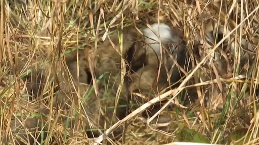 Namibian cheetah: নামিবিয়ার চিতা তিনটি নয়, চারটি শাবকের জন্ম দিয়েছে, জানালেন কেন্দ্রীয় পরিবেশমন্ত্রী