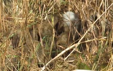 Namibian cheetah: নামিবিয়ার চিতা তিনটি নয়, চারটি শাবকের জন্ম দিয়েছে, জানালেন কেন্দ্রীয় পরিবেশমন্ত্রী